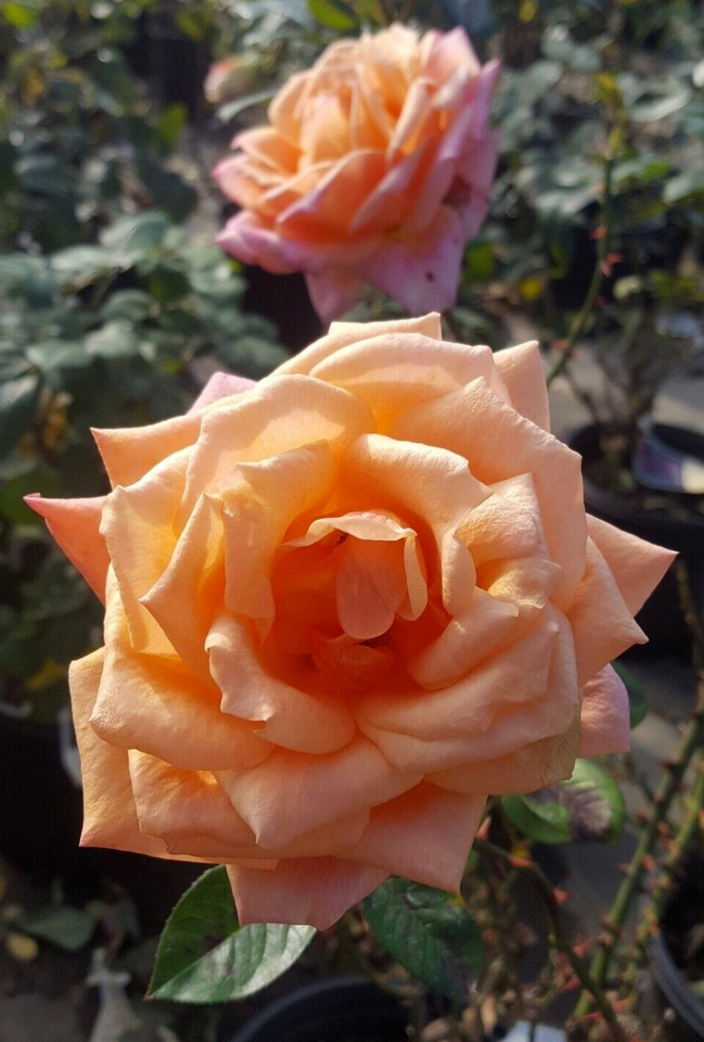ARIZONA ROSE Orange Yellow 3 Gal Live Bush Plants Grandiflora Plant Fine Roses
