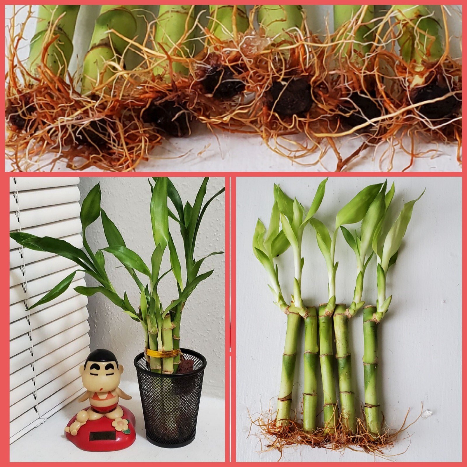 5 Lucky Bamboo FREE Butterfly Stake 🦋 4 inches Rooted Plants, Just Add Water