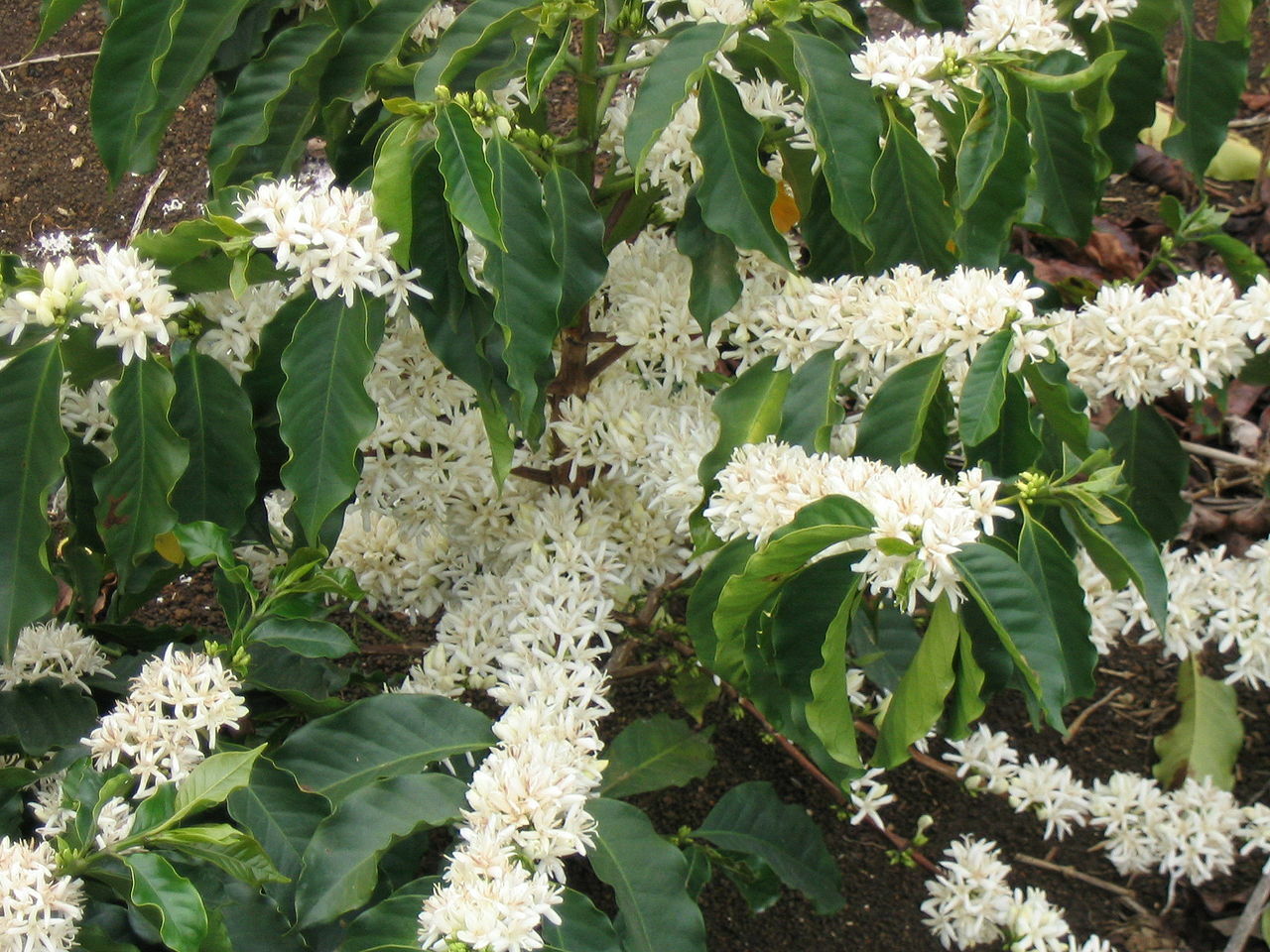 Arabian Coffee Shrub, Coffea arabica, Seeds (Showy, Edible, Evergreen, Fragrant)