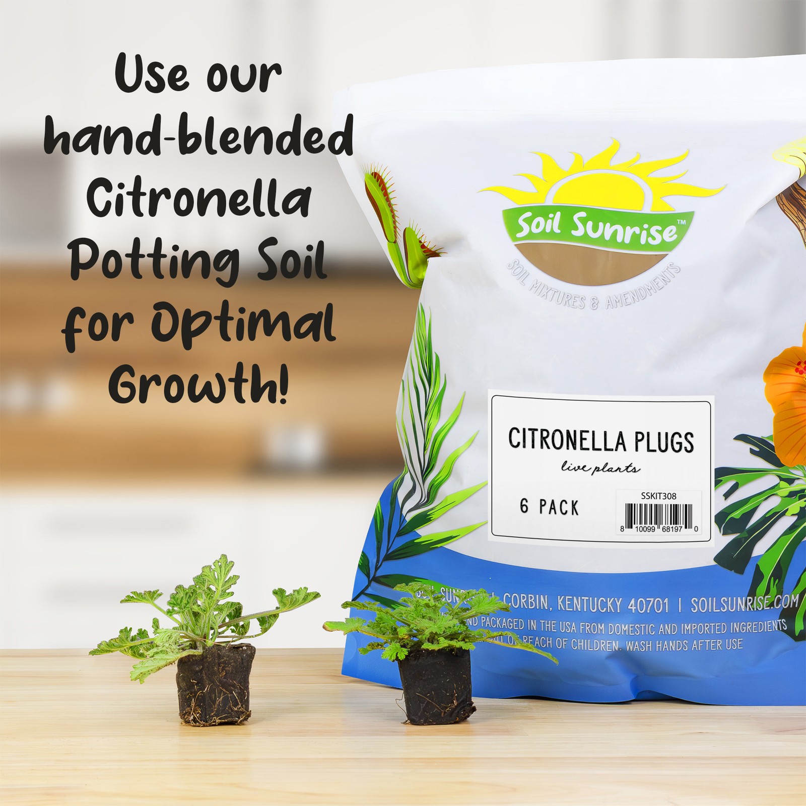 Live Citronella Geranium Plant Plugs, Pelargonium Citrosum Seedlings