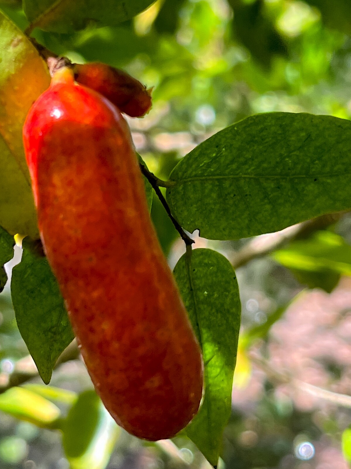 Fingersop Meiogyne cylindrocarpa Red Paipai Fruit Tropical Tree Plant RARE