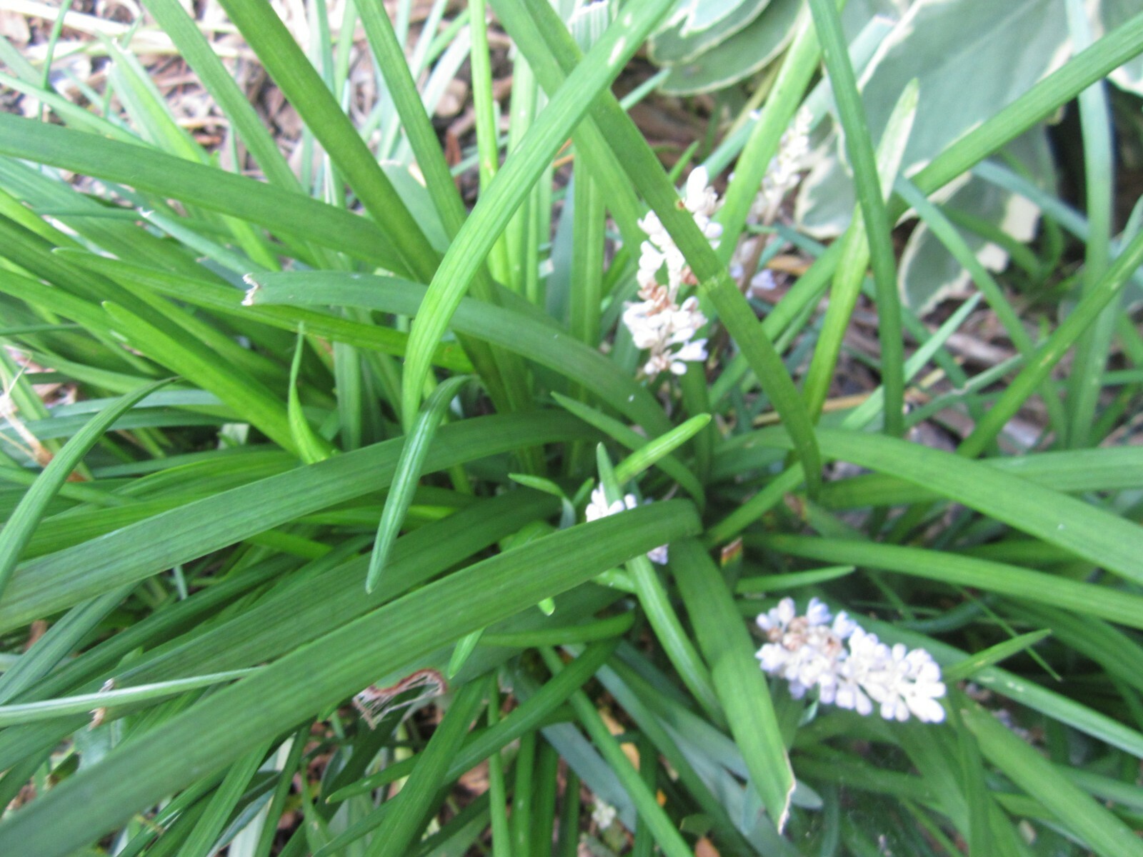 LIRIOPE MONKEY GRASS PLANTS -LIRIOPE – 99 PLANTS-PERENNIAL BORDER GRASS