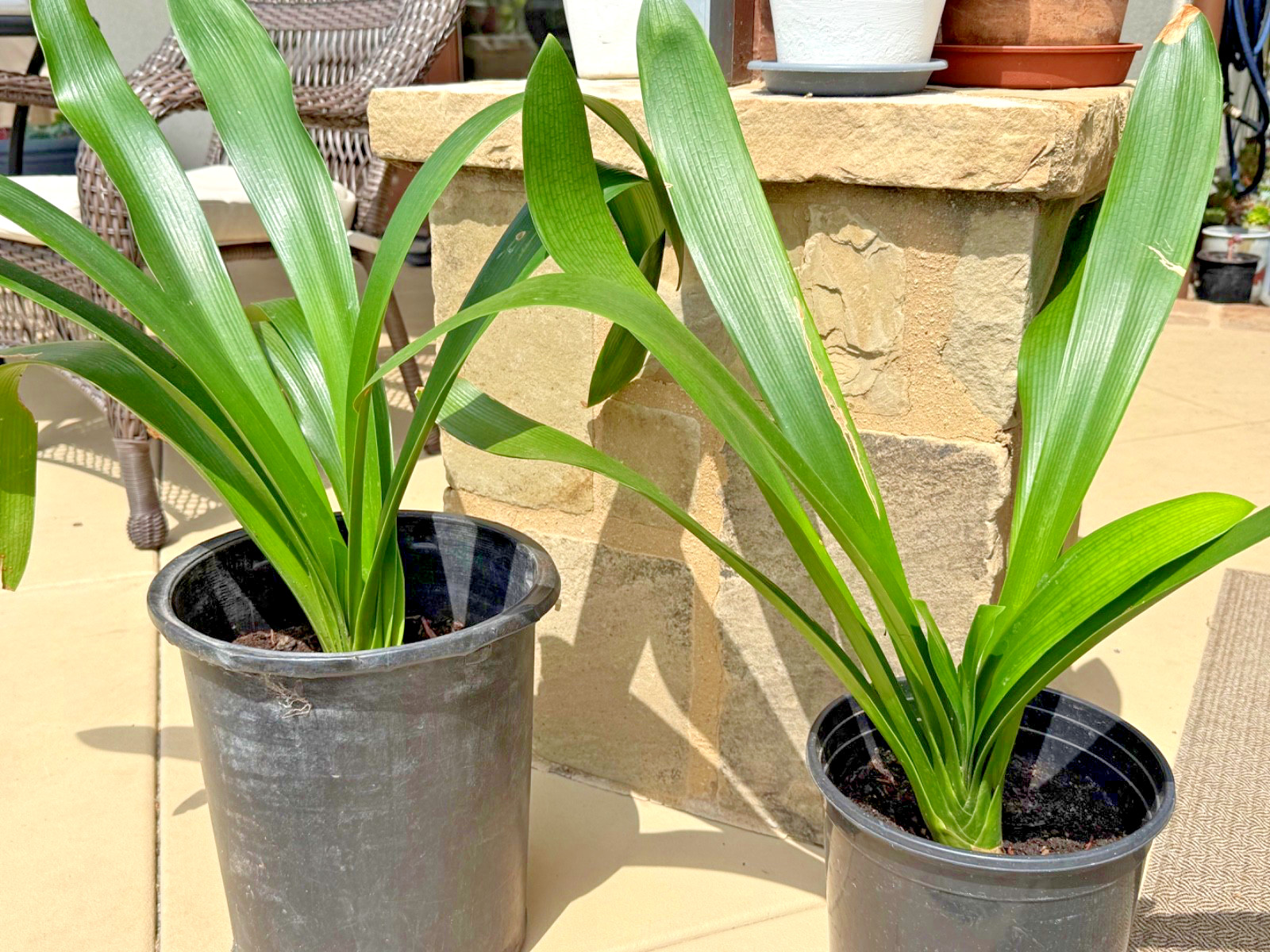 1 Large, Mature Yellow Clivia Miniata Bush Lily Plants, 10 -12 Leaves