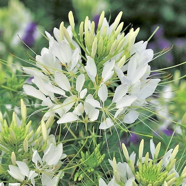 500+SPIDER PLANT Mix Seeds Container Summer Flower Garden Drought Heat Fast Easy