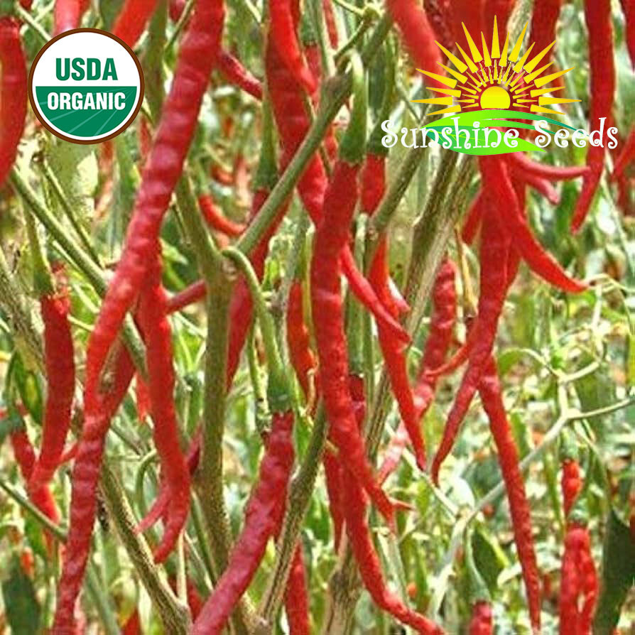 Arbol Chile Pepper Seeds (30) / Spicy / Organic / FL GROWN