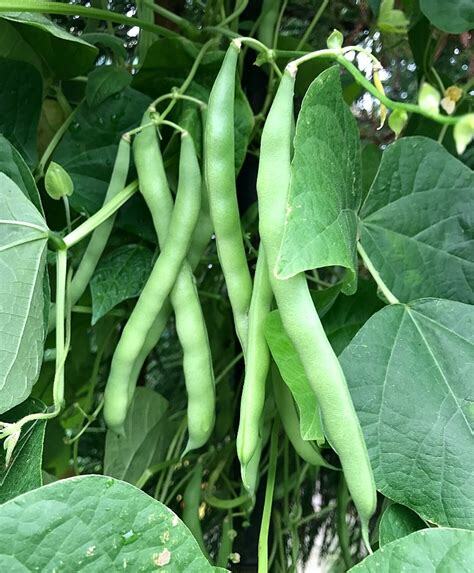 Blue Lake Pole Bean Seeds 75 Ct Green Vegetable Garden Heirloom NON-GMO USA