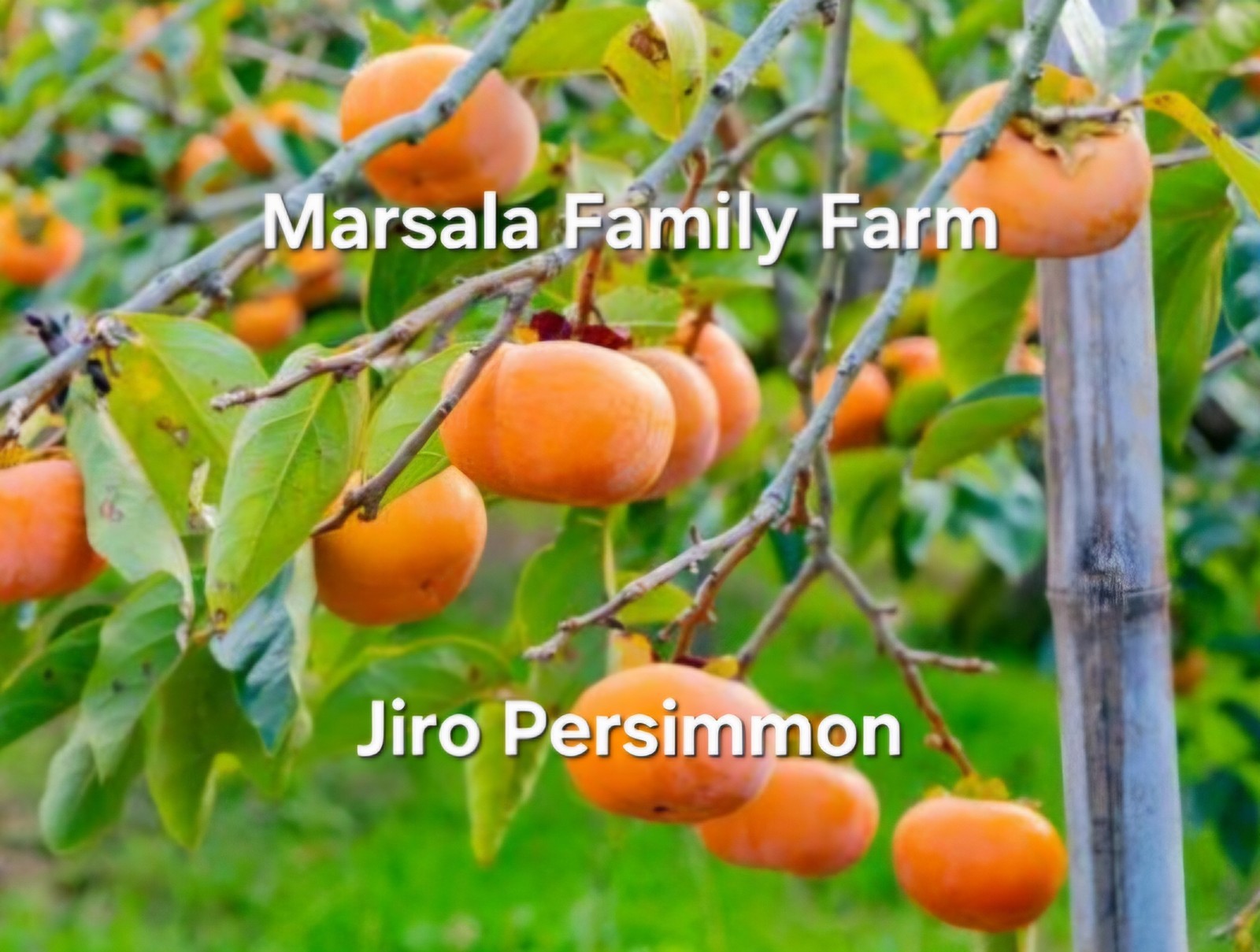 6 Fresh Cut Jiro Asian Persimmon tree Cuttings for Grafting/Rooting