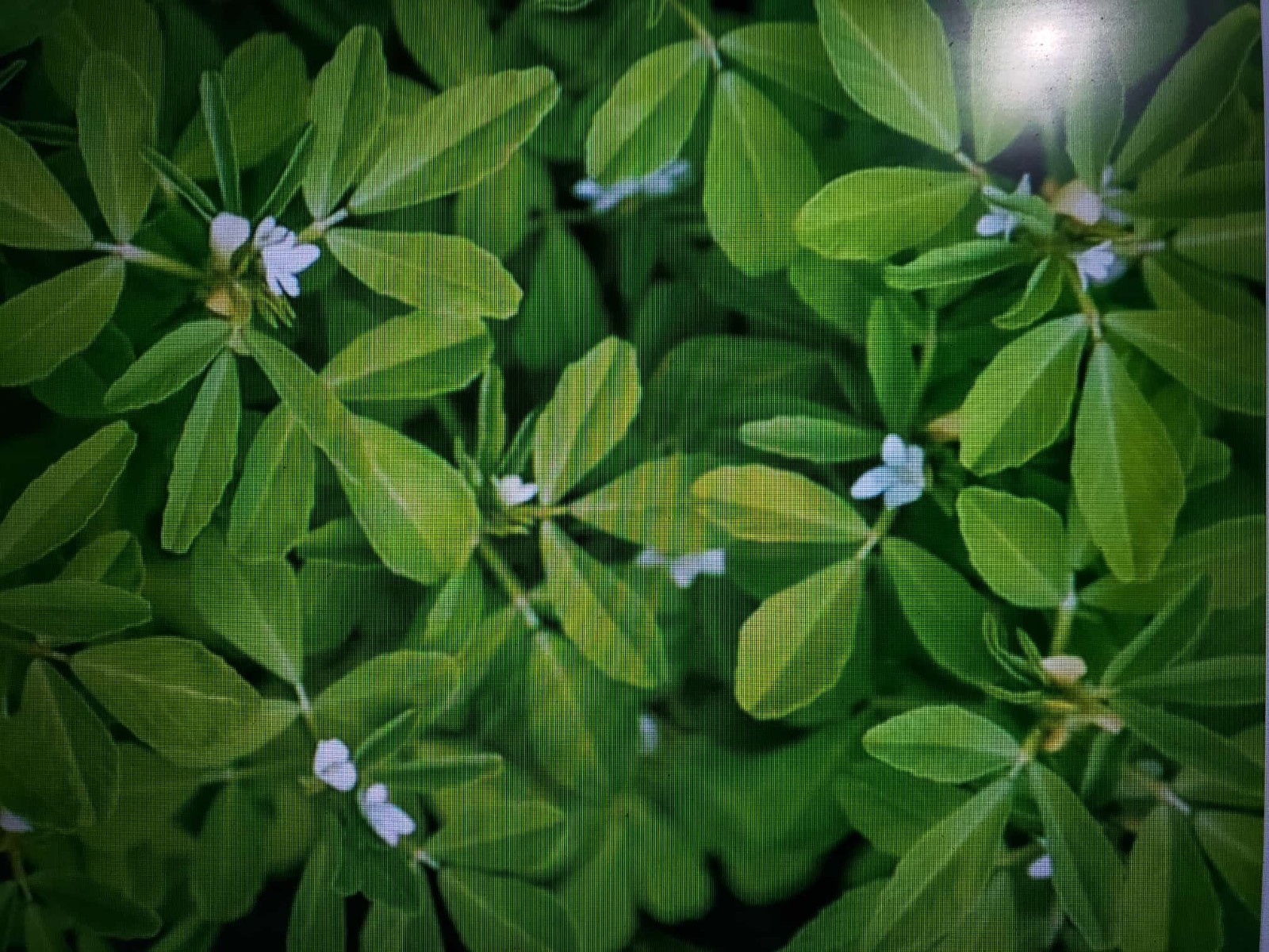 FENUGREEK, HERB SEED, HEIRLOOM, 250 SEEDS, NON GMO, SPICE, HERB GARDEN PLANTING