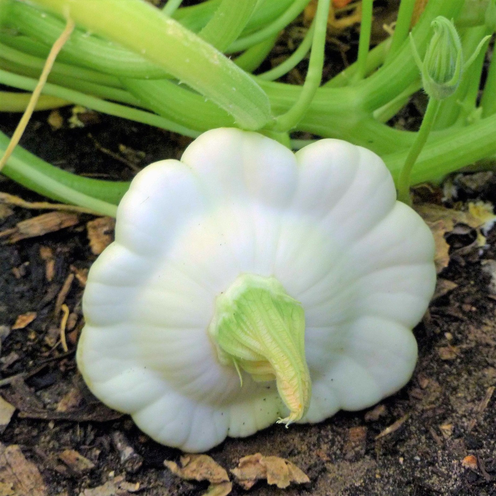 3 Colors Mix Patty Pan Seeds | Yellow, Green, White (Bush Scallop Squash) 2023