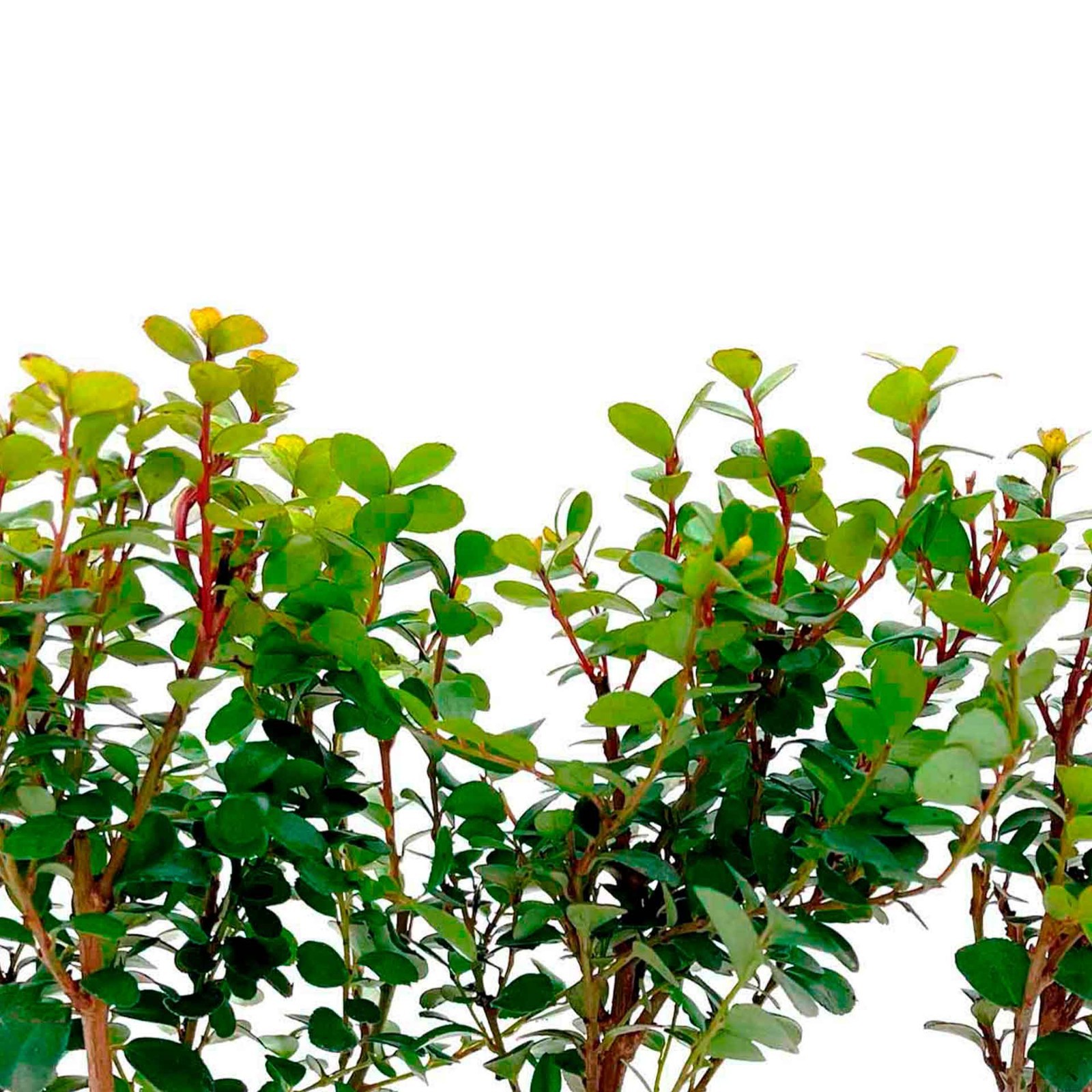 African Boxwood Myrsine (Myrsine africana) in 2.5” Nursery Cubes, Live Shrubs