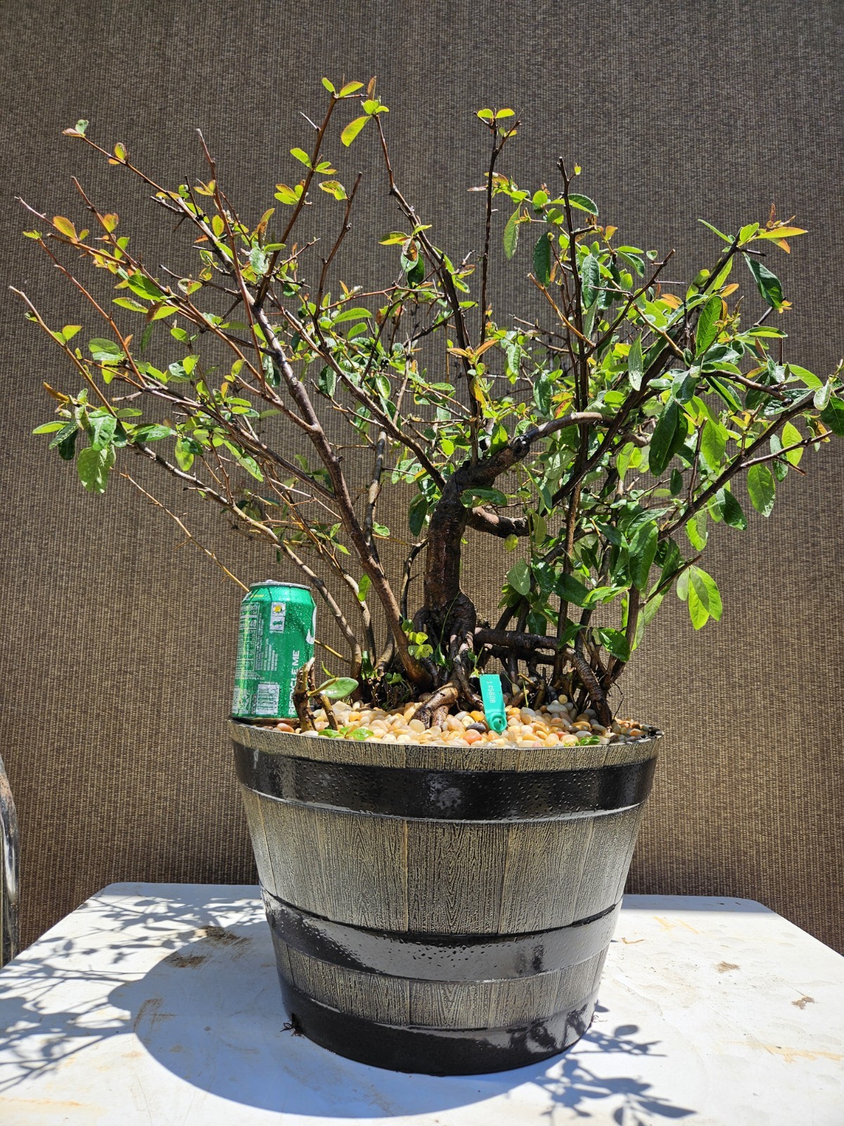 Old Japanese Flowering Quince ( Toyo- Nishiki -Quince ) Bonsai Tree,,, SALE