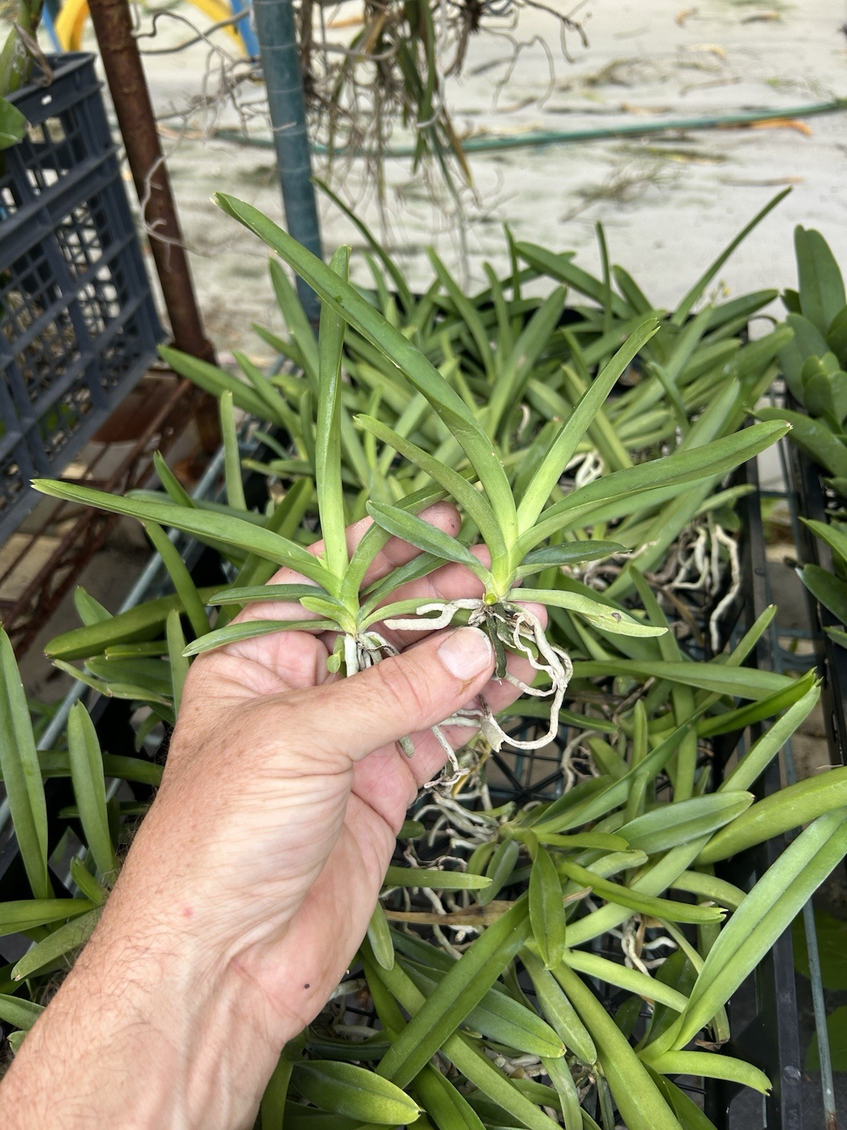 Thapakorn Sunrise Seedling ￼Vanda Orchids