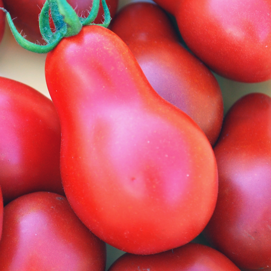 Tomato Red Pear (Lycopersicon Esculentum) Great Garden Vegetable 100 Seeds