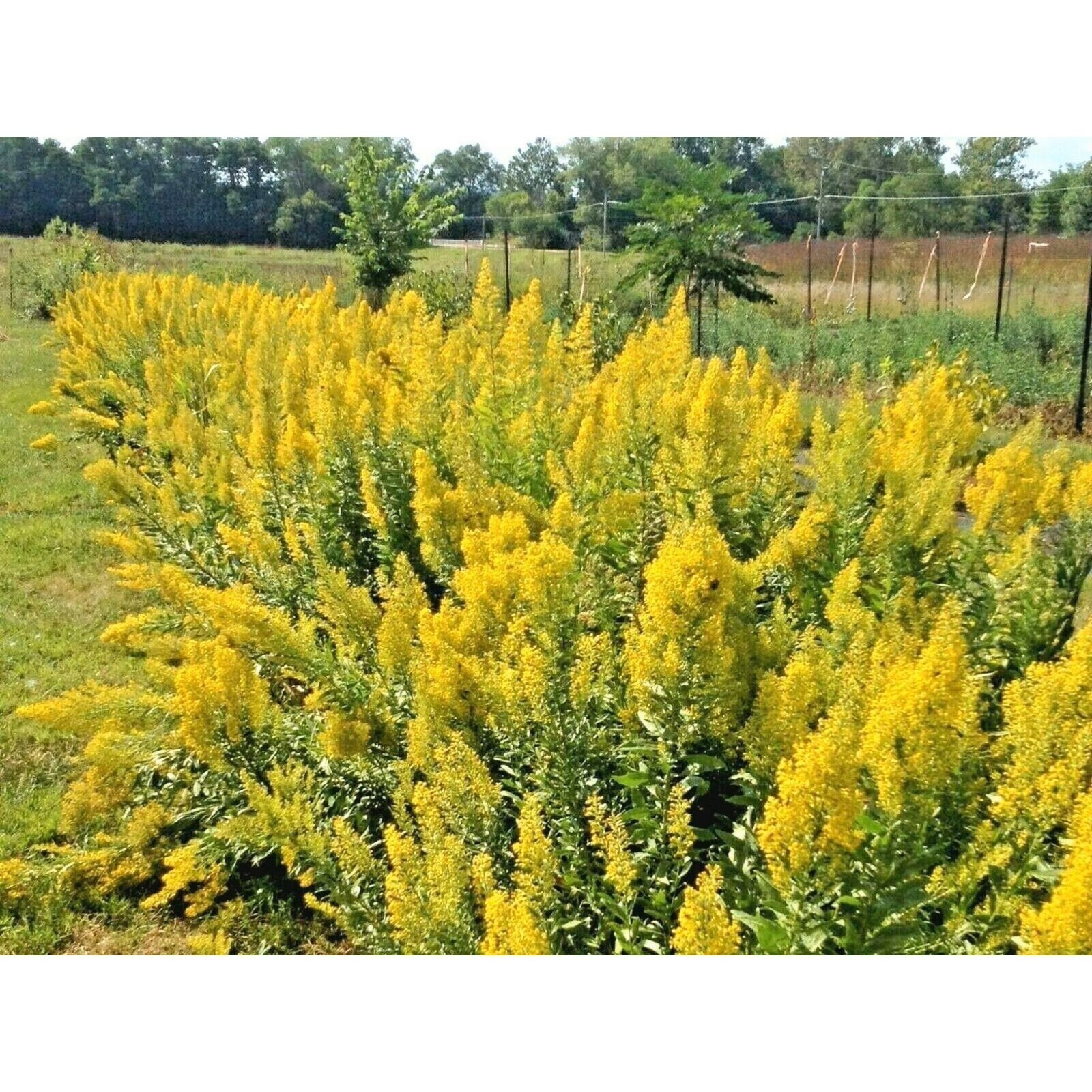 1000 Showy Goldenrod Seeds Native Perennial Wildflower Solidago speciosa