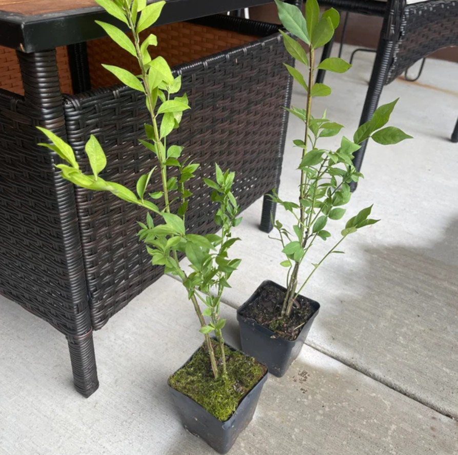 Dwarf Burning Bush – Live Plant in 4″ Pot (8–14″ Tall) – Hardy Shrub