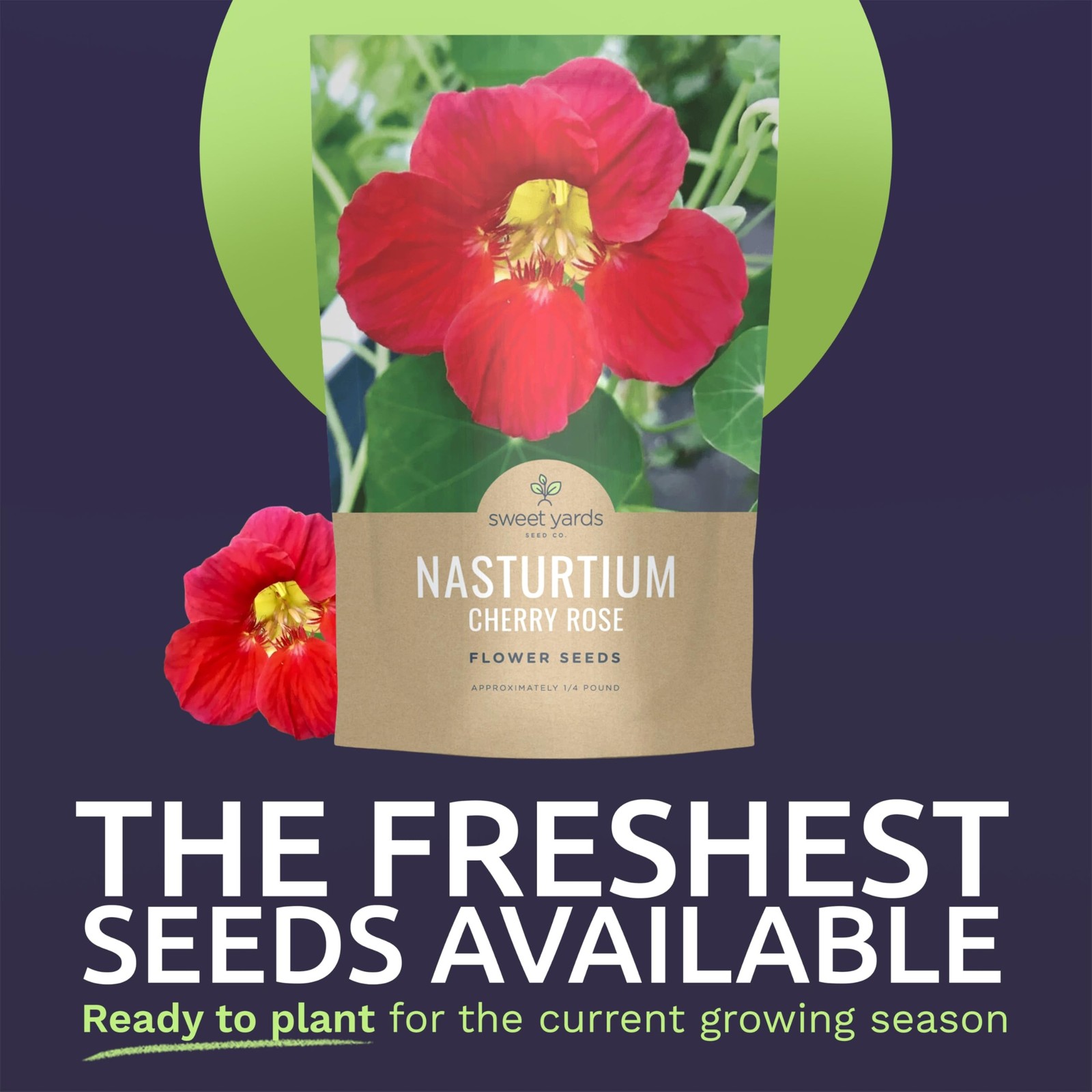 Nasturtium Flower Seeds 800 Count Cherry Rose for Planting, 4 Ounce Packet