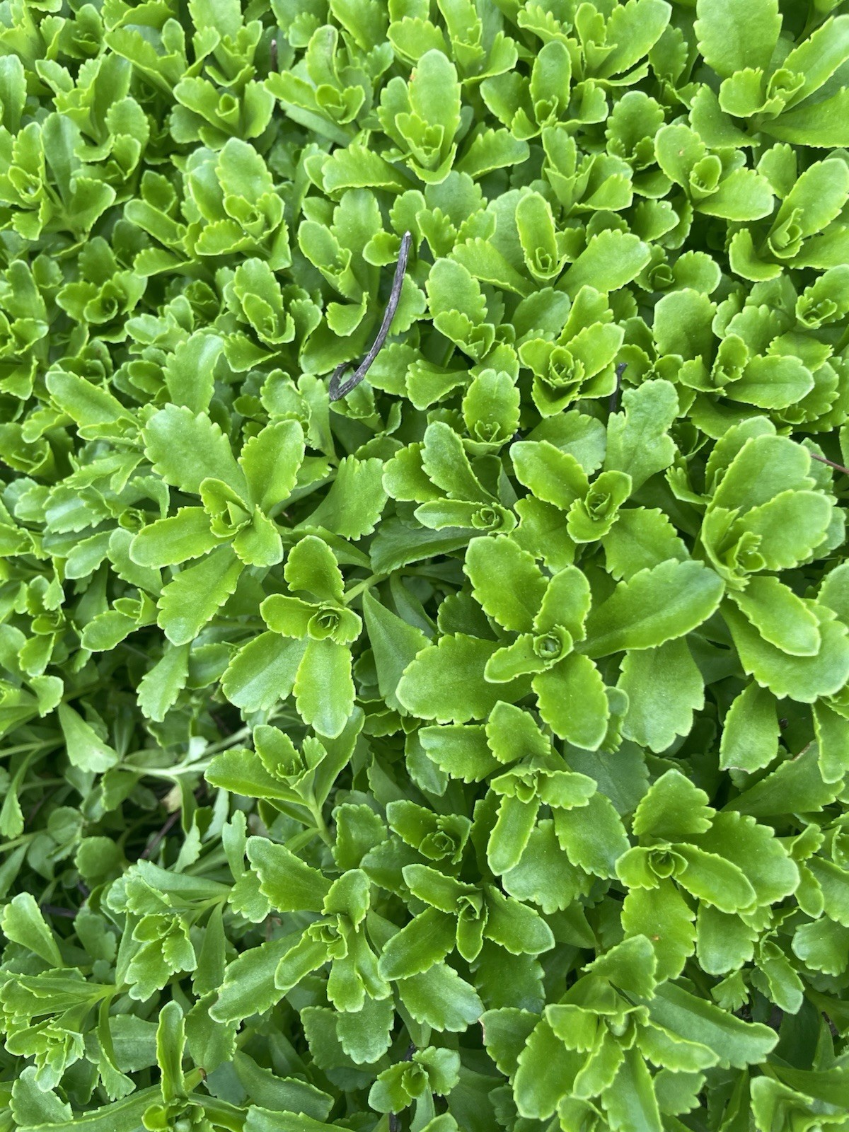 Sedum Stonecrop succulent Live Cluster plant Creeping Perennial – Yellow Flowers