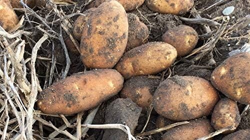Simply Seed™ – Russet Burbanks – Naturally Grown Seed Potatoes – 5 LBS –