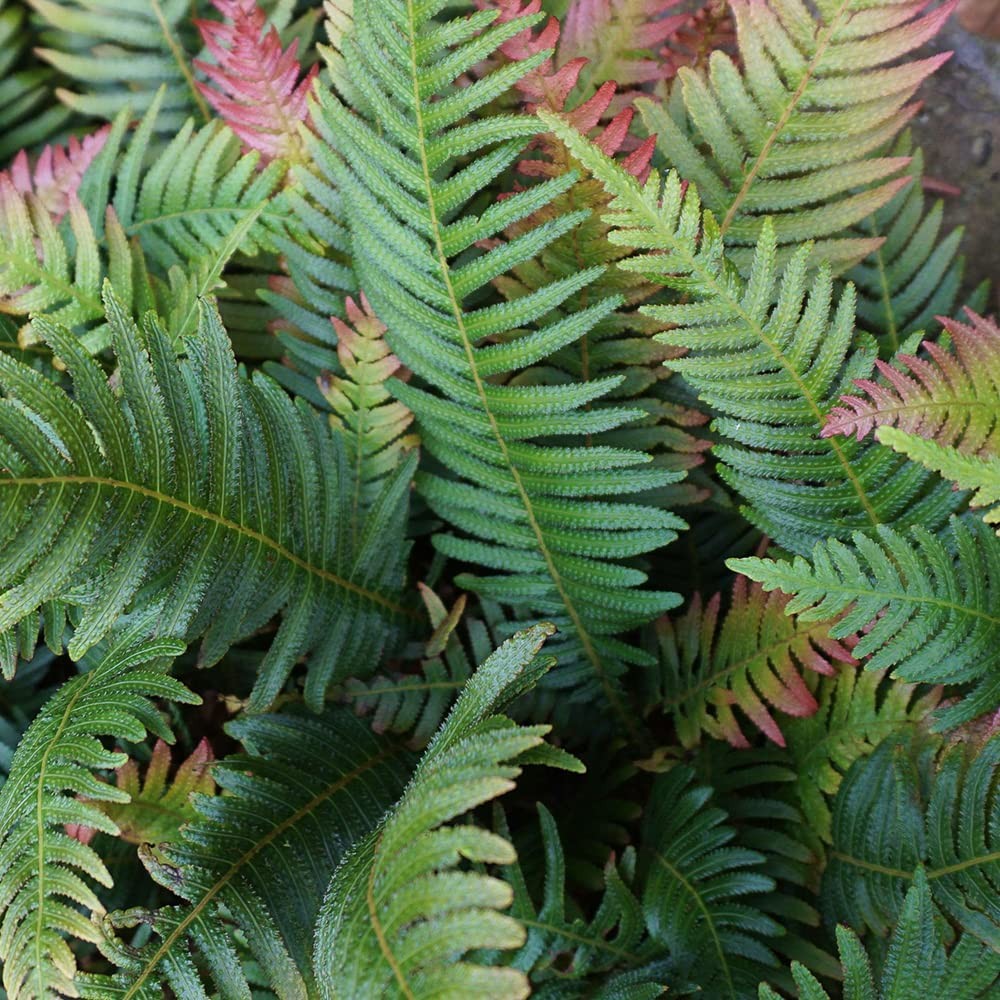 Autumn Fern Plants Live Outdoor Plants Fern Plant Live Plants Outdoor Live Fern