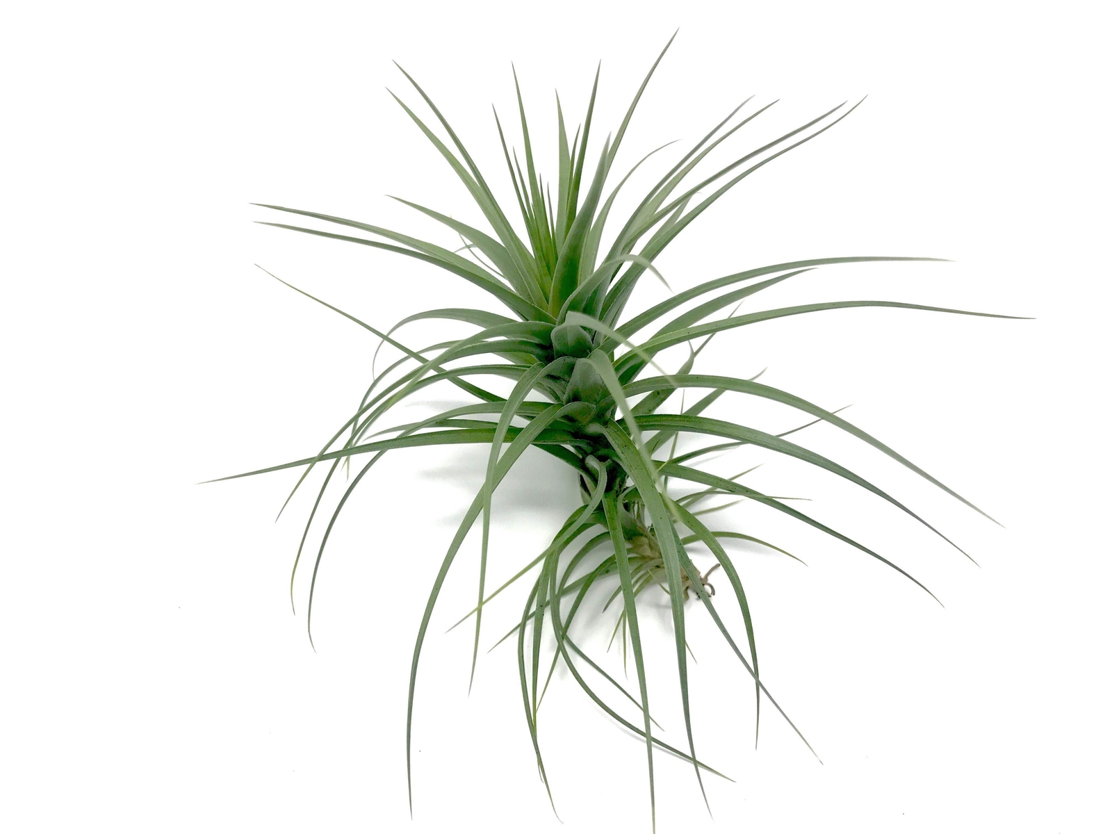 Aeranthos / Bergeri Easy Care Air Plant *Beginner Friendly Species*