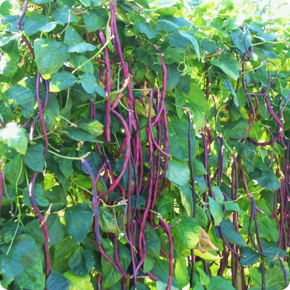 Purple Mart Yard Long Bean Seeds | Red Asparagus Edamame Cowpea Asian Seed 2024