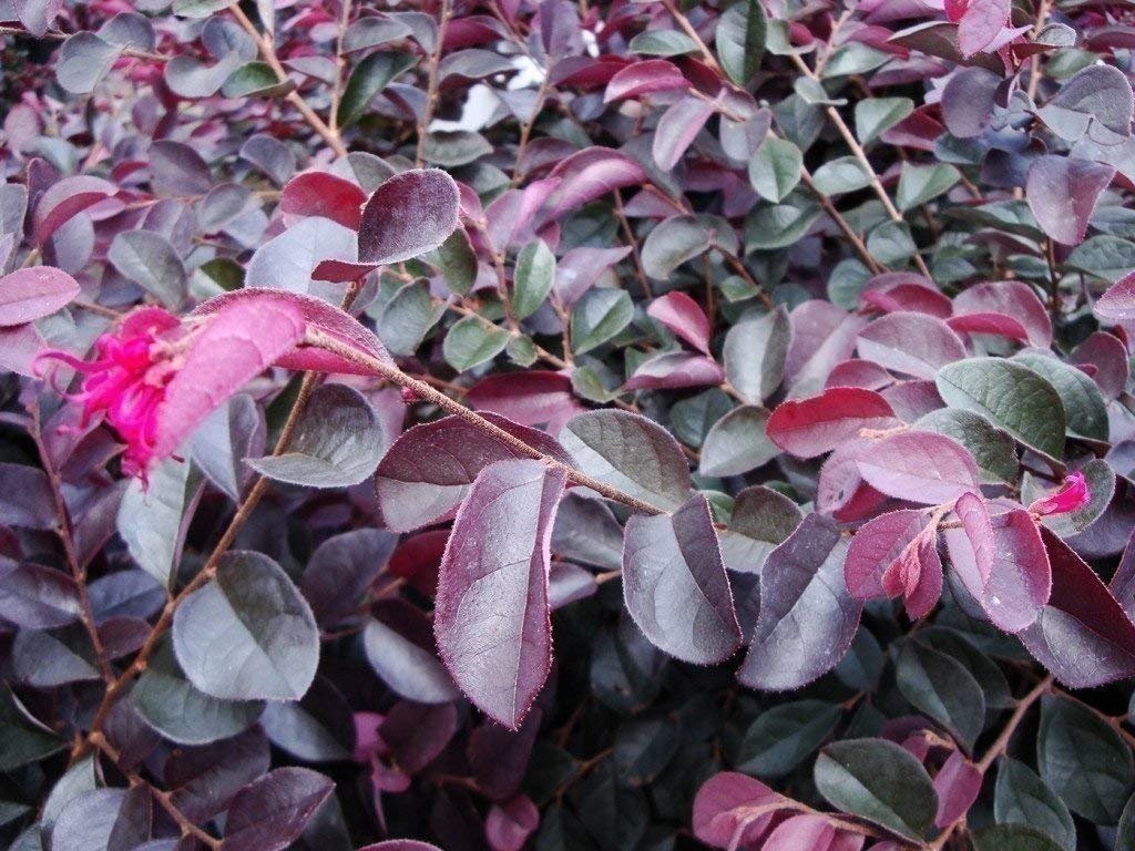 Loropetalum Plum Delight | 2 Inch | Loropetalum chinense | Low Maintenance