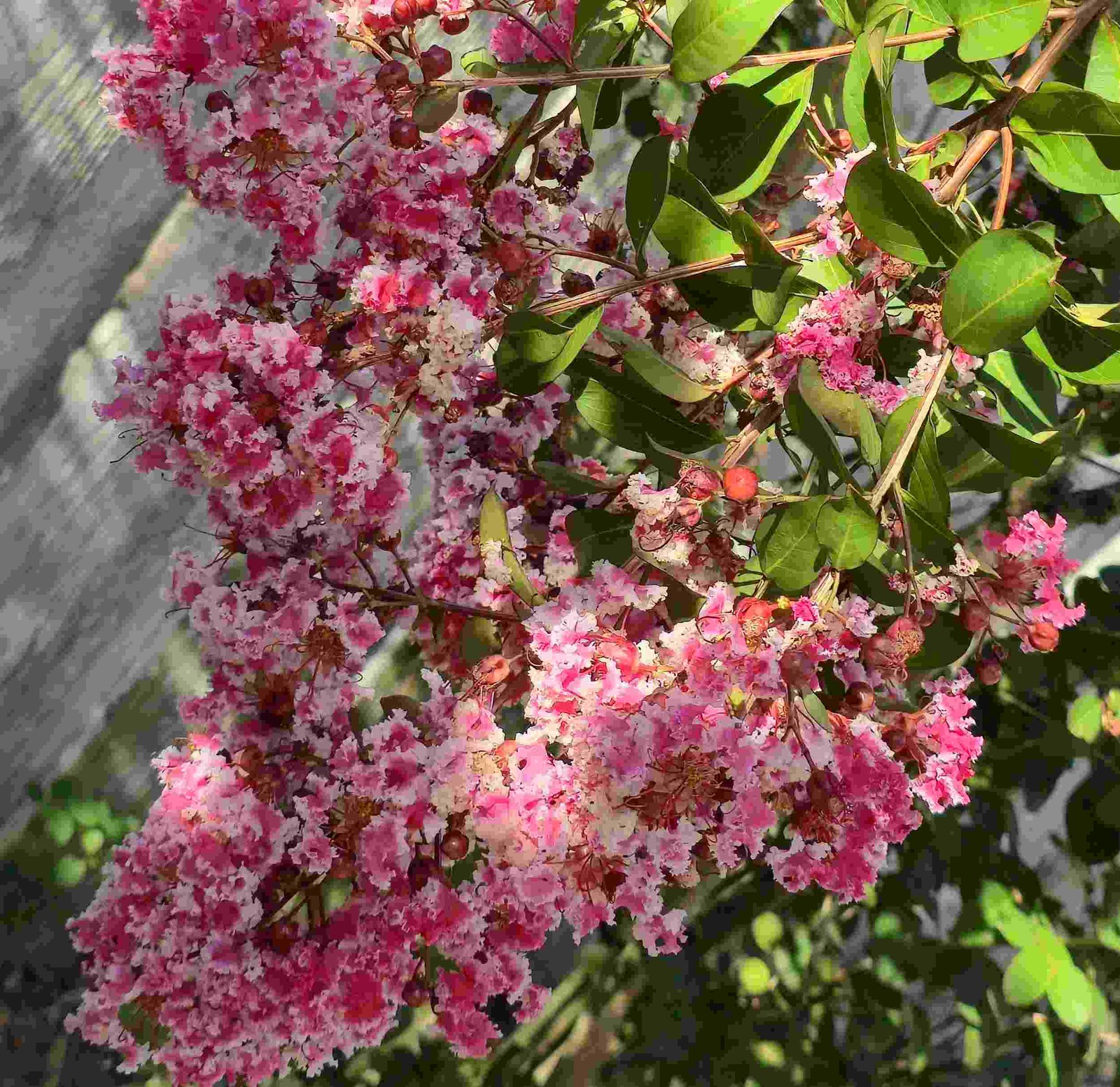 Peppermint Lace Crape Myrtle Pink White Flowering Tree Shrub Live Plant