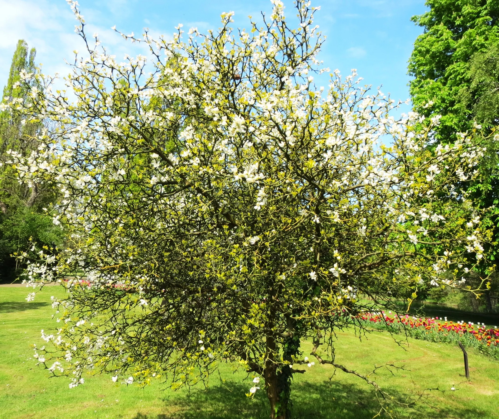 Hardy Orange Tree (Trifoliate) Seeds – For 2026 Planting Poncirus Trifoliata