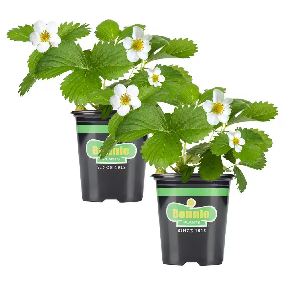 Strawberry Plants 2 Pack Live Garden Fruit 19 oz Sweet Berry Perennial Full Sun