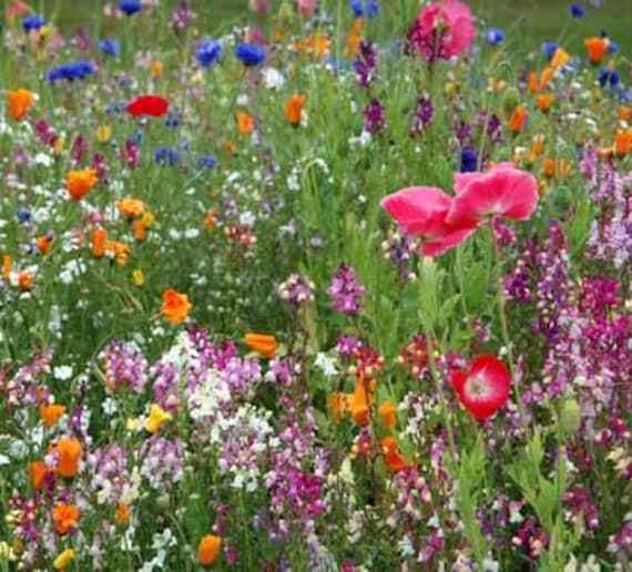 Low Grow Wildflower Mix Seeds 200+ Flower Mix COLORFUL 18 Species USA FREE S&H