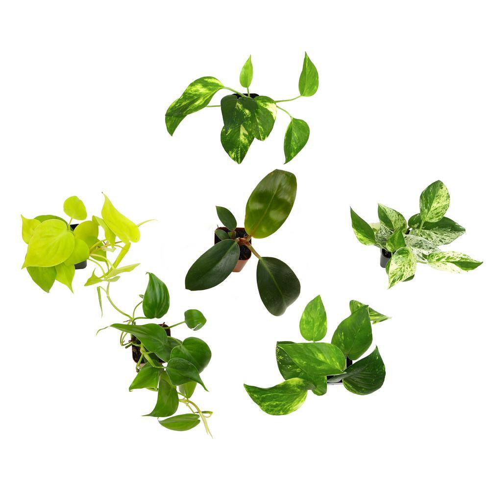 2 In. Plentiful Pothos and Philodendron Indoor Houseplants Pack (Includes 6 Easy