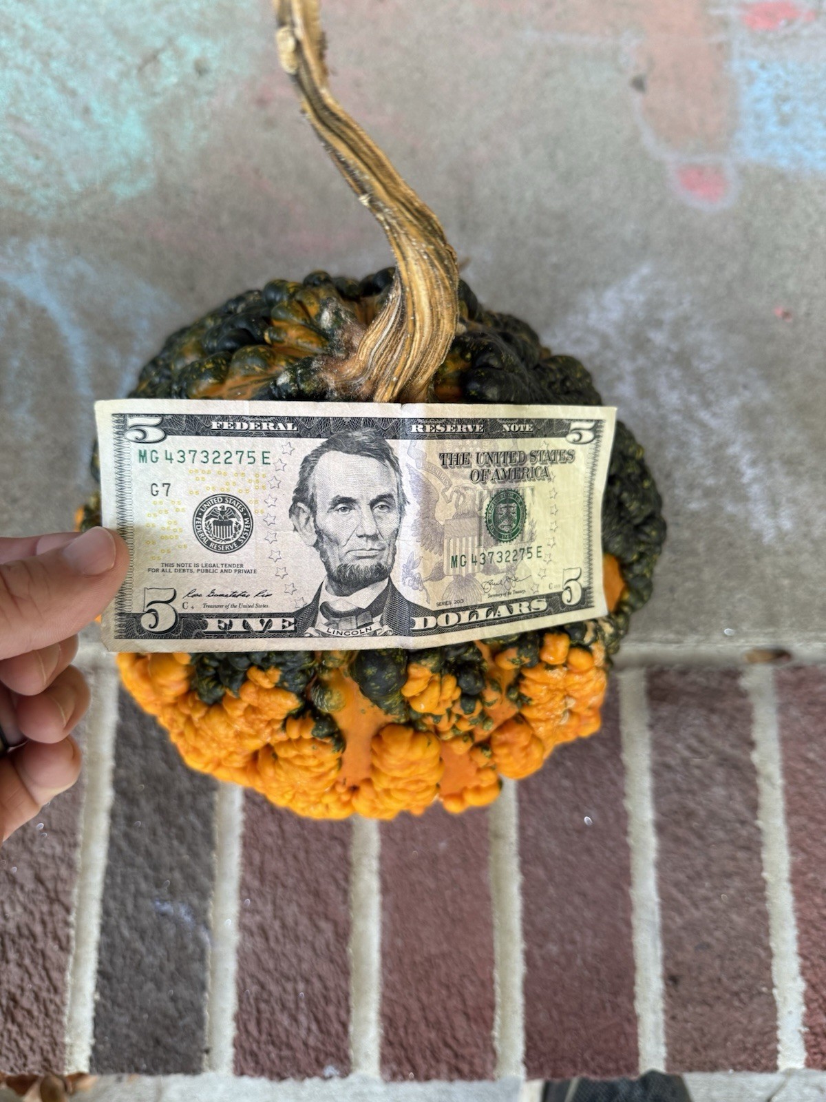 Seeds #2: Warty Orange and Green Gourd/Pumpkin. Exotic, unique seeds (10 count)