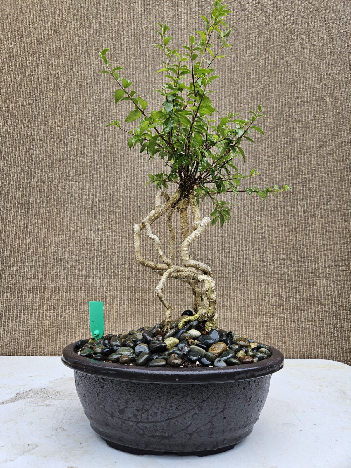 Old Barbados Cherry ( Malpighia Glabra-Hồng ngọc mai ) Bonsai Tree,,,sale