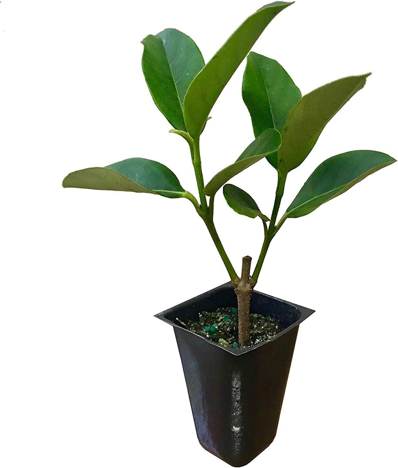 Sweet Viburnum Odoratissimum – Live Plants – Evergreen Privacy Hedge