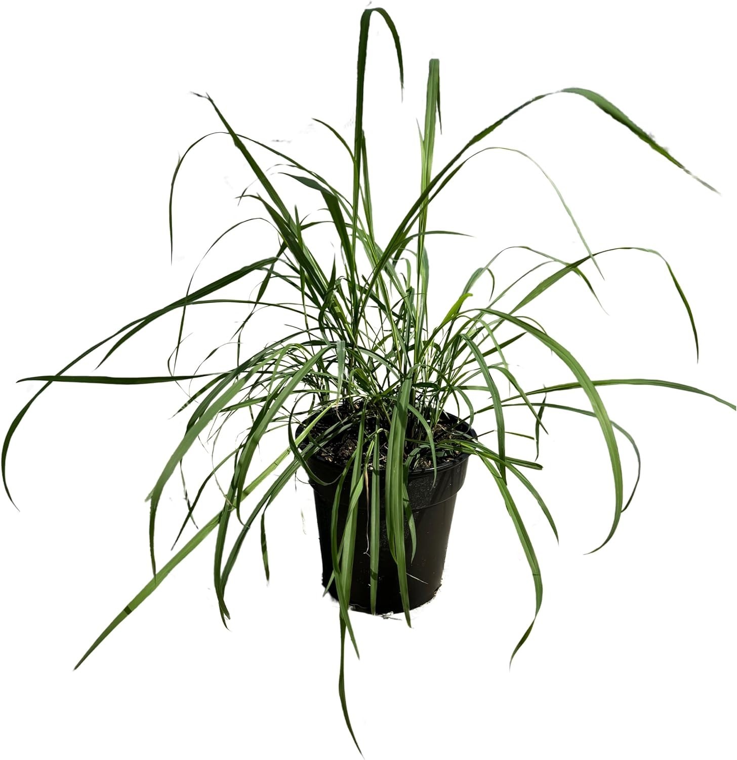 Live Healthy Lemongrass – Wards Off Pests – Natural Mosquito Repellant – 10″ …
