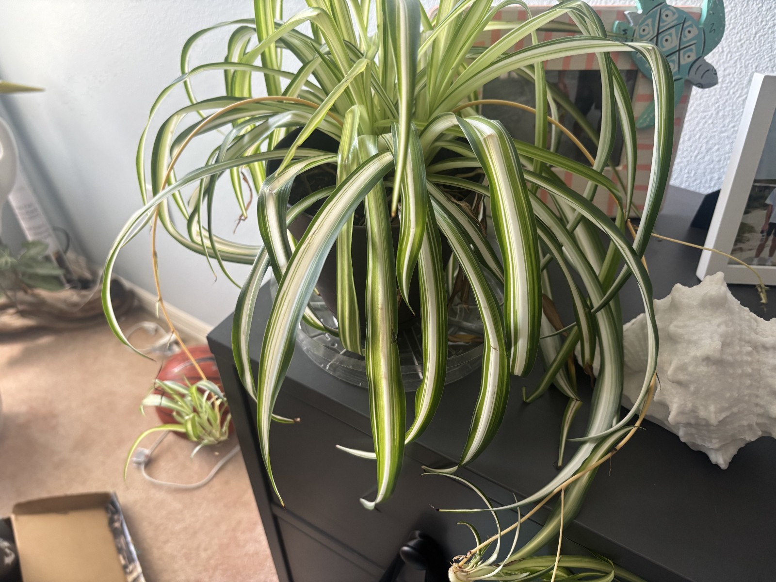 Spider Plant Rooted HOLIDAY SALE-EXTENDED!! BOGO!!!!