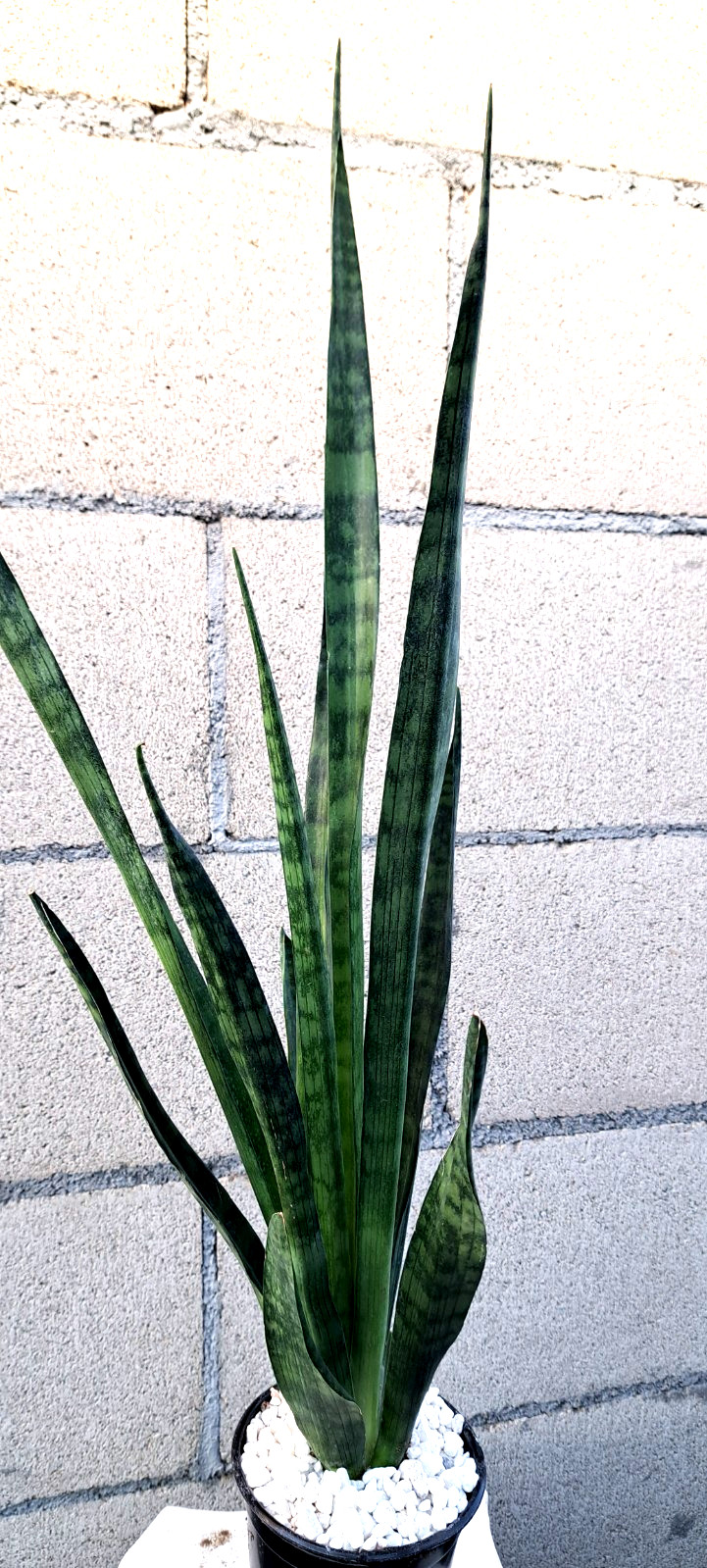 Sansevieria Zeylanica Large Plant Houseplant Succulent
