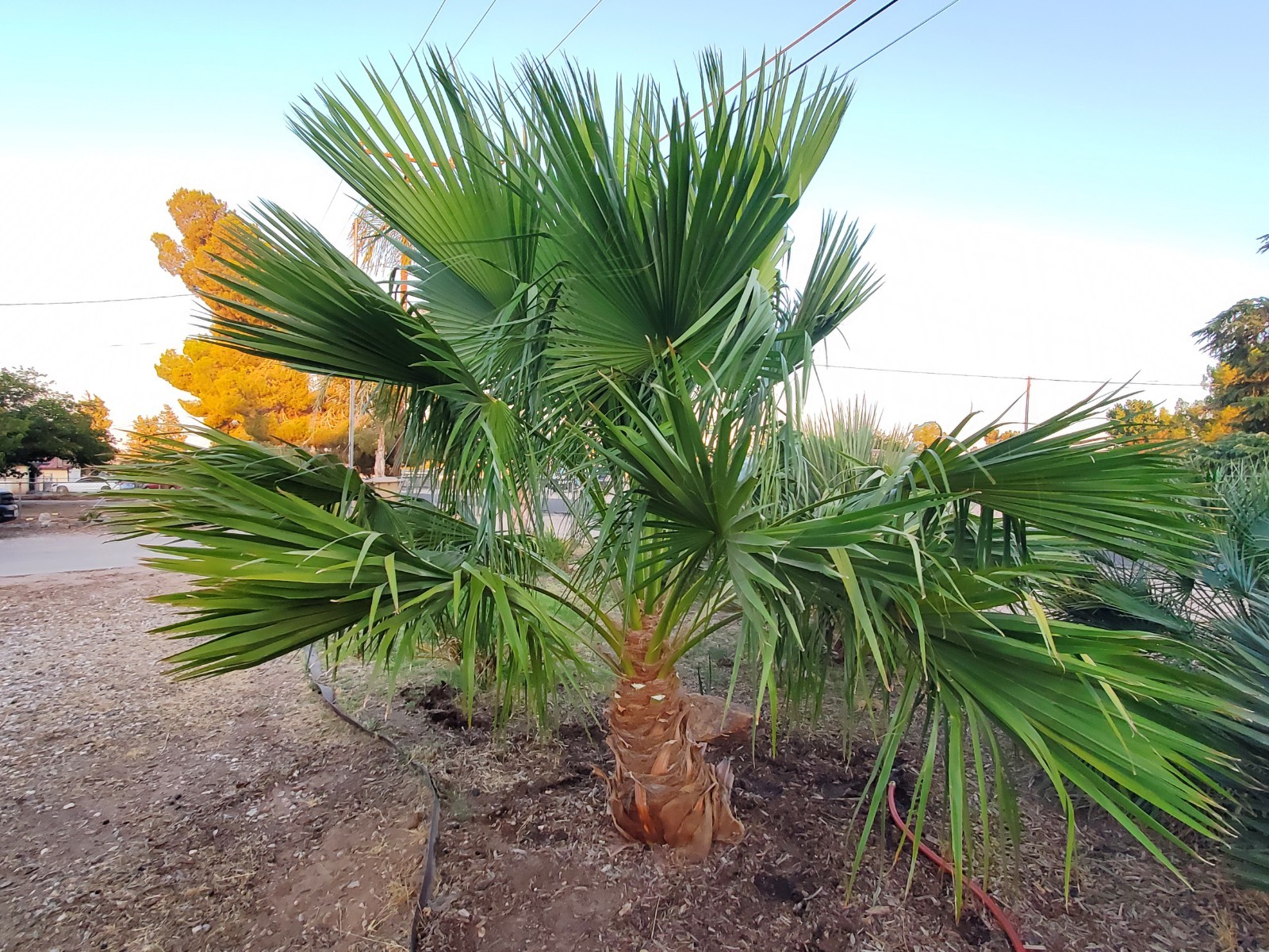 Brahea edulis Guadalupe Fan Palm Seedlings 4-5 Leaves 3 Live Plants