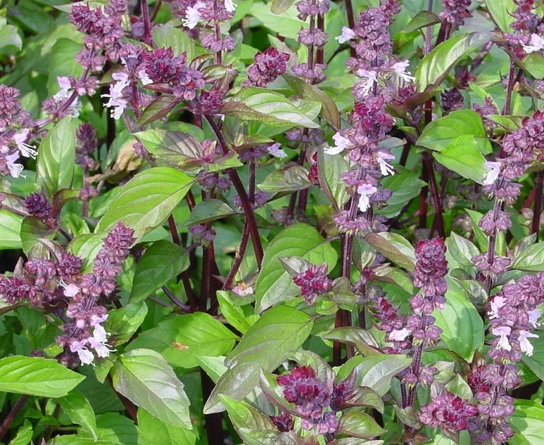 Cinnamon Basil Seeds, Ocuum basilicum, NON-GMO, Variety Sizes, FREE SHIPPING