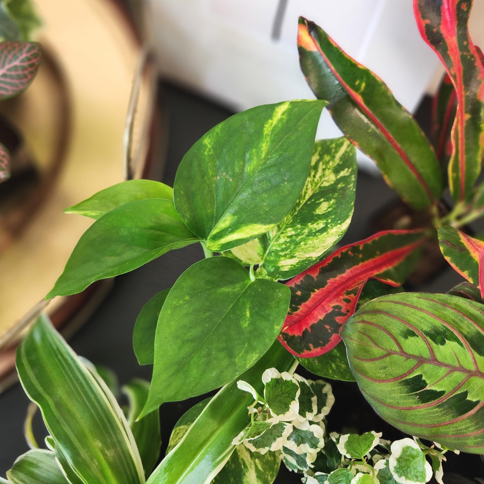 6 Pack Assorted Air Purifying Indoor Plants – Easy Care Houseplants in Pots