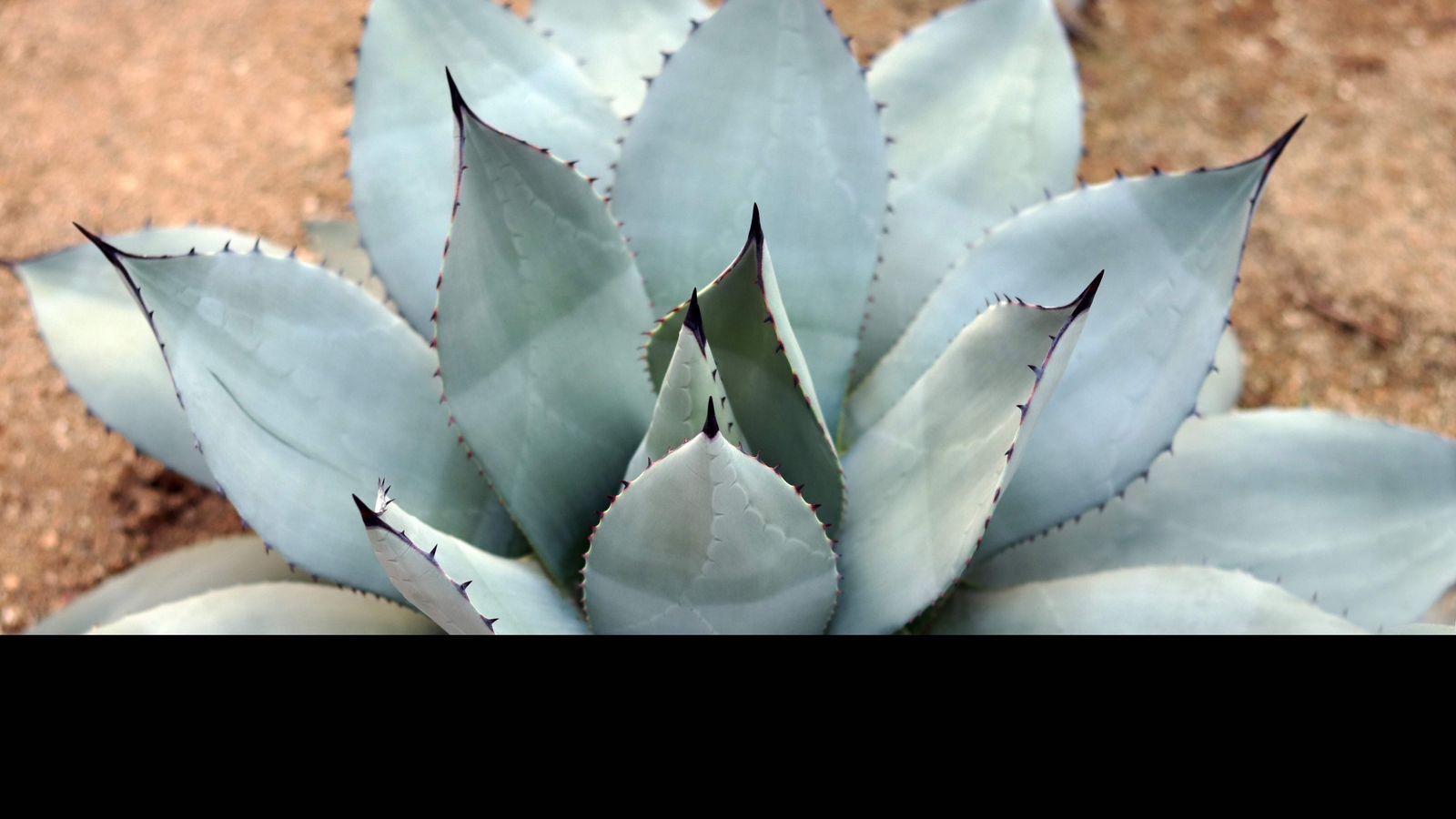 5 ARTICHOKE AGAVE Parry’s Huachuca Parryi Huachucensis Succulent Cactus Seeds