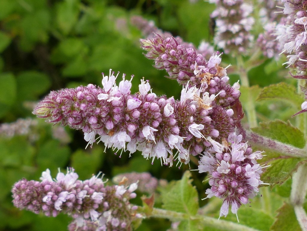 Apple Mint Rhizome