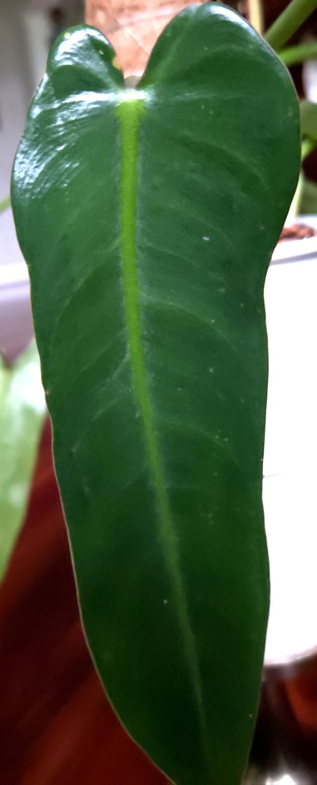 Rare Philodendron Spiritu Sancti 20″ Tall Aroid Not Monstera Anthurium Syngonium