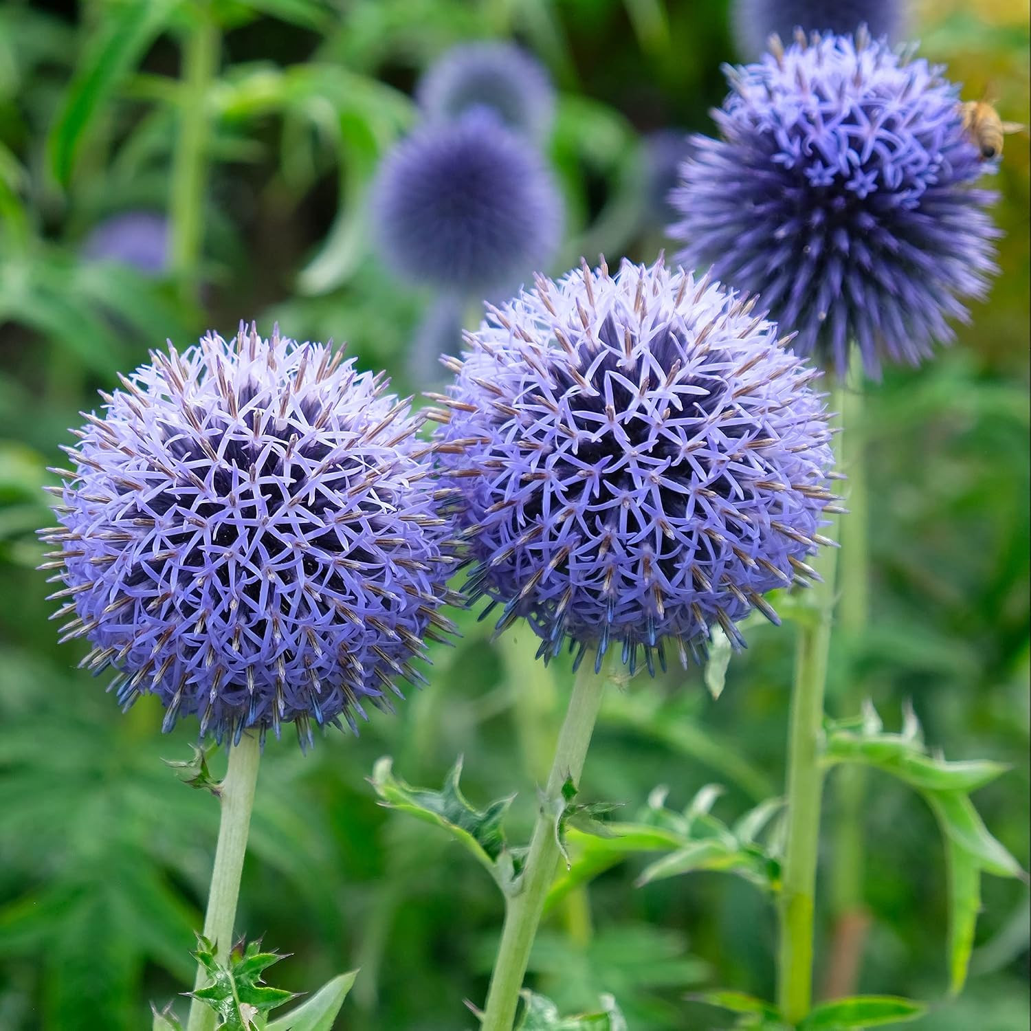 Organic Southern Globe Thistle Flower Seeds for Planting