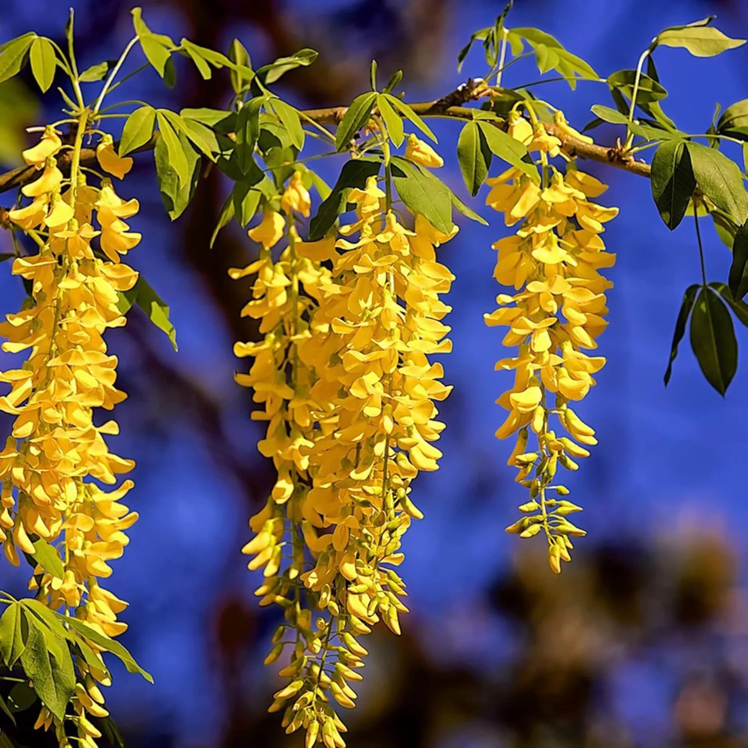 3 SUPER RARE True Yellow Wisteria Unrooted Cuttings Vine Tree. Fresh Cuts
