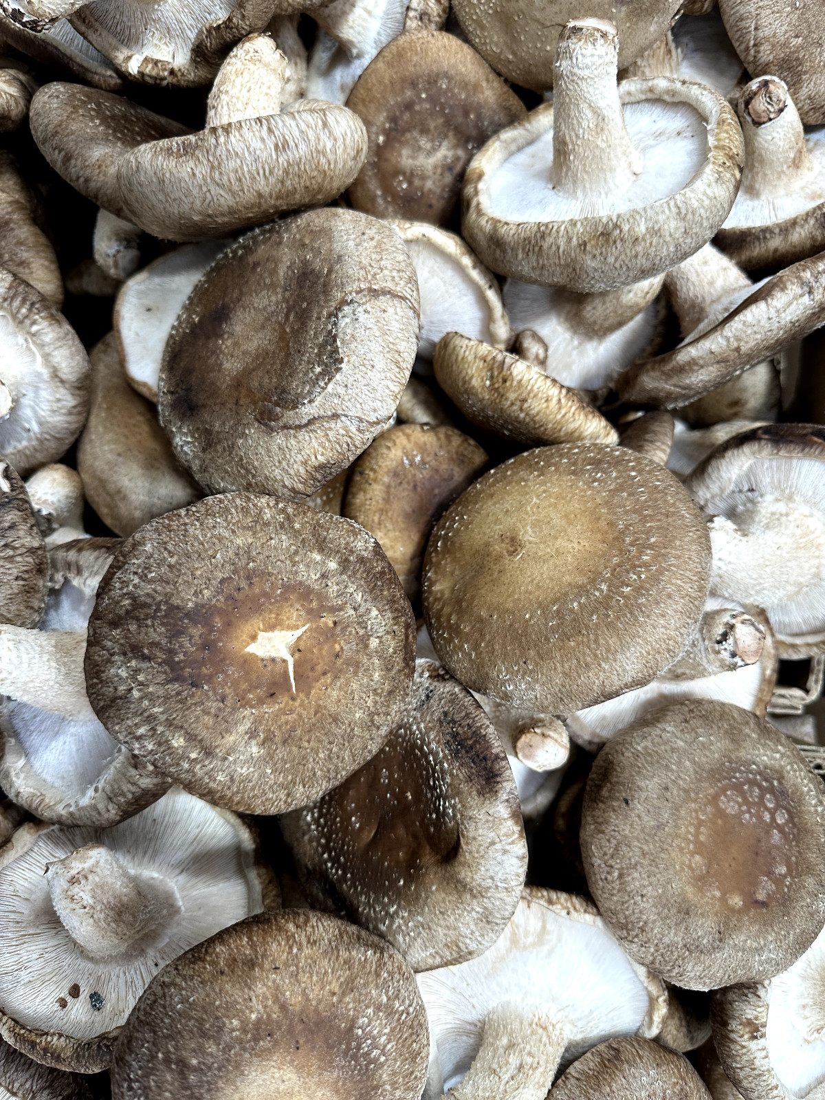 Sealable Mushroom Grow Bags Grain Substrate Mycelium Seeds W8″ x D4.7” x L19” A
