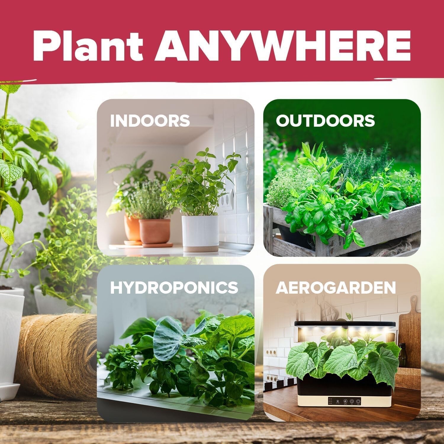 HOME GROWN 15 Culinary Herb Seeds Heirloom & Non GMO High Germination Rate Basil