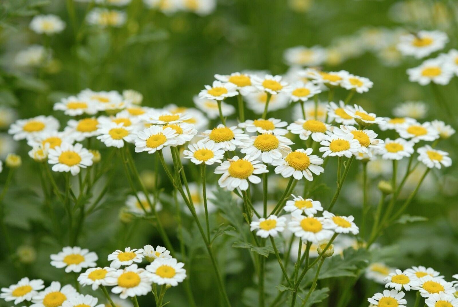 SCARBOROUGH SEEDS ROMAN CHAMOMILE 1000 SEEDS GROUNDCOVER EDIBLE LANDSCAPING LAWN