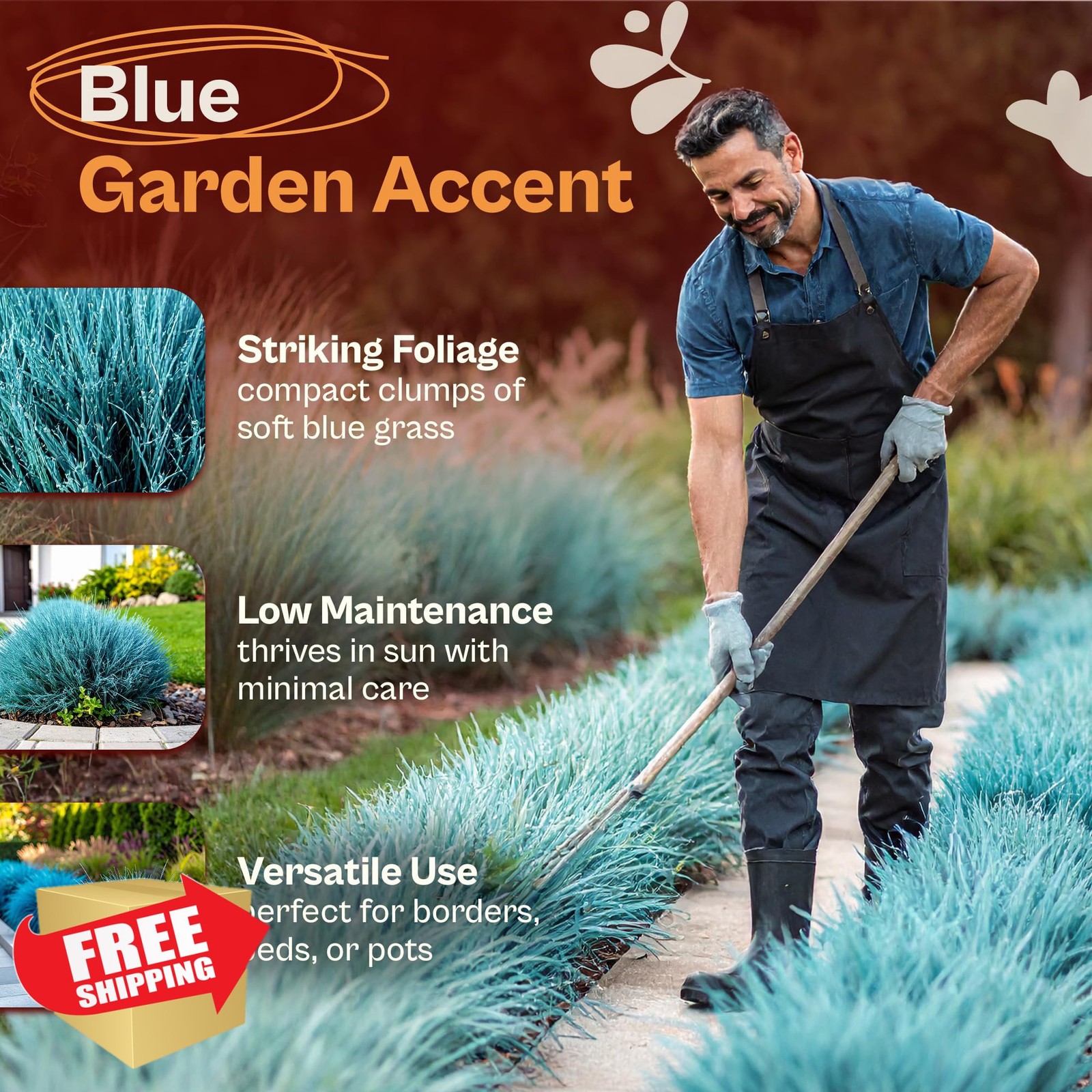 SVI 5000 Blue Fescue Grass Seeds, Ornamental Dwarf Evergreen Seed