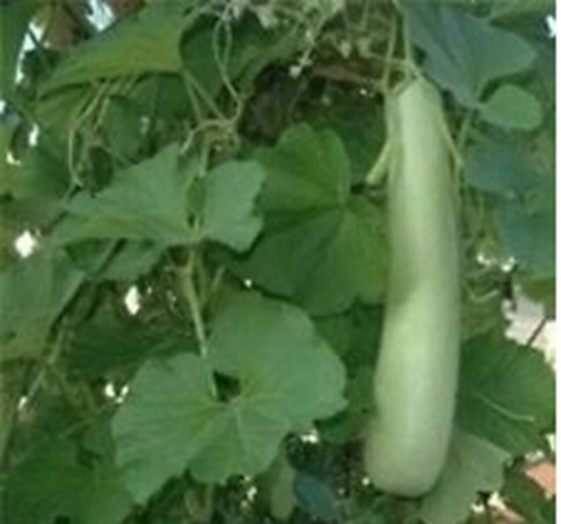 New 2026 Bottle Gourd / Lauki / Cucuzzi – 8 seeds per packet -Free shipping